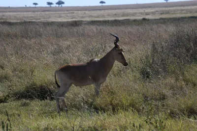 DSC_3937 (Large).JPG